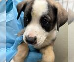 Small American Staffordshire Terrier Mix