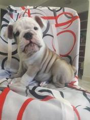 English Bulldogge Puppy for sale in REVERE, MA, USA