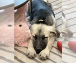 Small #1 German Shepherd Dog Mix
