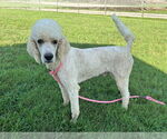 Small #8 Labradoodle