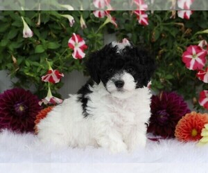 Poodle (Toy) Puppy for sale in FREDERICKSBG, OH, USA