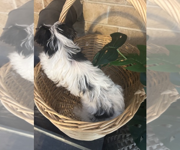 Medium Photo #6 Yorkshire Terrier Puppy For Sale in BRIDGETON, NJ, USA
