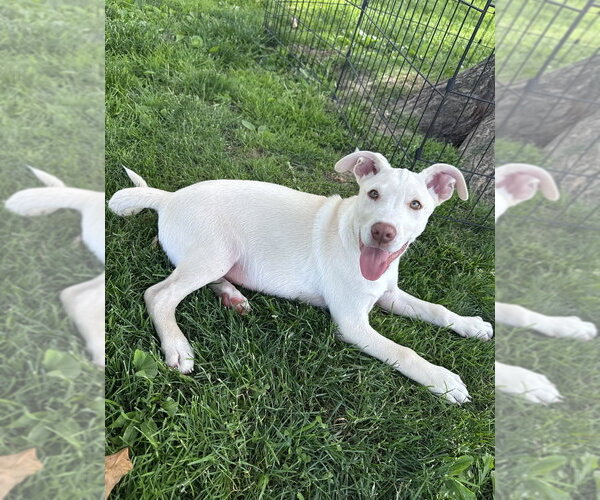 Medium Photo #10 Labsky Puppy For Sale in Springdale, PA, USA