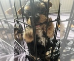 Small #2 Morkie-Yorkie-ton Mix