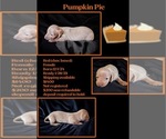 Puppy Pumpkin Pie Dachshund