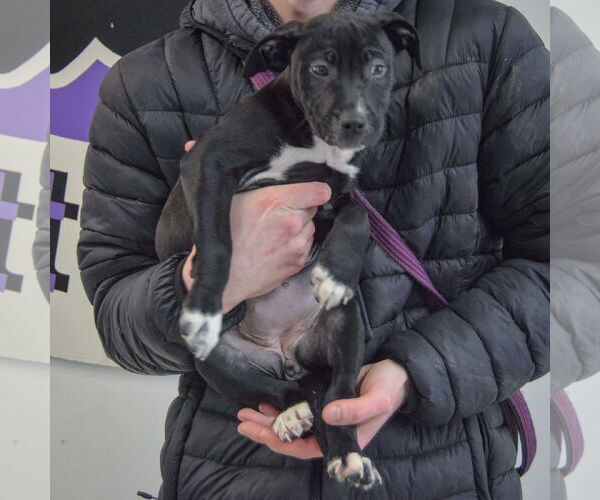 Medium Photo #4 American Staffordshire Terrier-Boxer Mix Puppy For Sale in Huntley, IL, USA