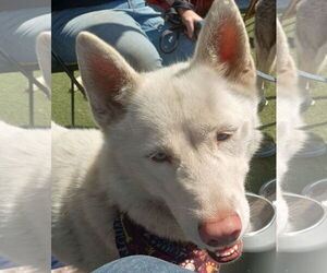 Blossom - Female Siberian Husky Dog for Adoption - Photo #19