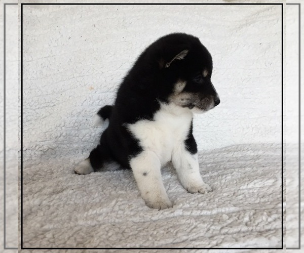 Medium Photo #8 Shiba Inu Puppy For Sale in FULTON, MO, USA