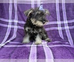 Small #1 Schnauzer (Miniature)