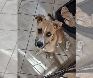 Boxer-Siberian Husky Mix Dogs for adoption in Mount Laurel, NJ, USA