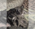 Small #3 Pug