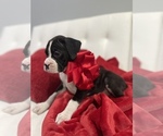 Small Photo #9 Boxer Puppy For Sale in OAK LAWN, IL, USA