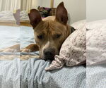 Small #1 Mutt