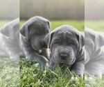 Small Photo #27 Great Dane Puppy For Sale in PINNACLE, NC, USA