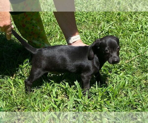 Medium Photo #3 Beagle-Unknown Mix Puppy For Sale in Canton, CT, USA
