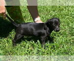 Small #2 Beagle Mix