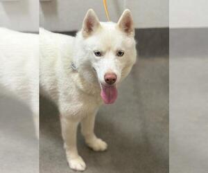 Siberian Husky Dogs for adoption in Forestville, MD, USA