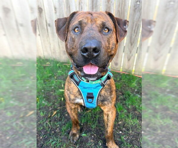 Medium Photo #2 Mutt Puppy For Sale in Sacramento, CA, USA