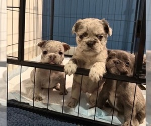 French Bulldog Puppy for sale in NOGALES, AZ, USA