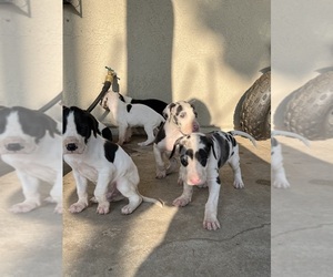 Great Dane Puppy for sale in MORENO VALLEY, CA, USA