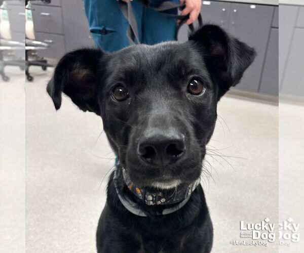Medium Photo #2 Borador Puppy For Sale in Washington, DC, USA
