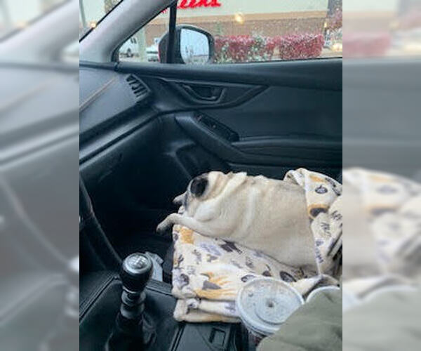 Medium Photo #9 Pug Puppy For Sale in Indianapolis, IN, USA