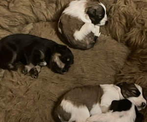 Chonzer Litter for sale in ROSELAND, VA, USA