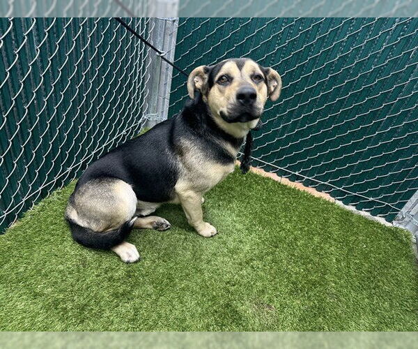 Medium Photo #1 German Shepherd Dog Puppy For Sale in Downey, CA, USA