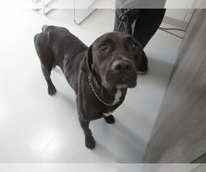 Labrador Retriever-Unknown Mix Dogs for adoption in Ocala, FL, USA