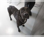 Small Labrador Retriever Mix