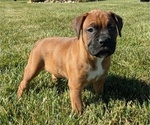 Puppy Grizz Boxer