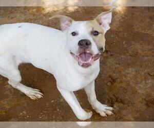 American Staffordshire Terrier-Unknown Mix Dogs for adoption in Tallahassee, FL, USA