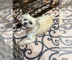 Small #1 Malti-pug