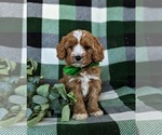 Small Cavapoo