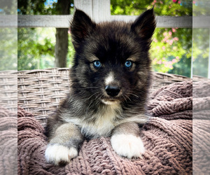 Siberian Husky Puppy for sale in UNION GROVE, AL, USA