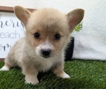 Small #1 Pembroke Welsh Corgi
