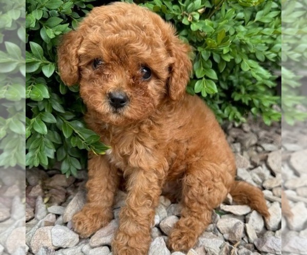Medium Photo #2 Cavapoo (Miniature) Puppy For Sale in NEWPORT, PA, USA