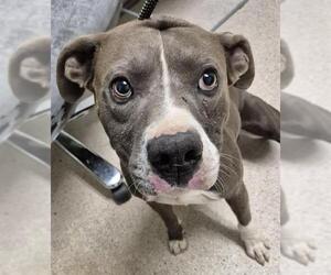 Medium American Pit Bull Terrier