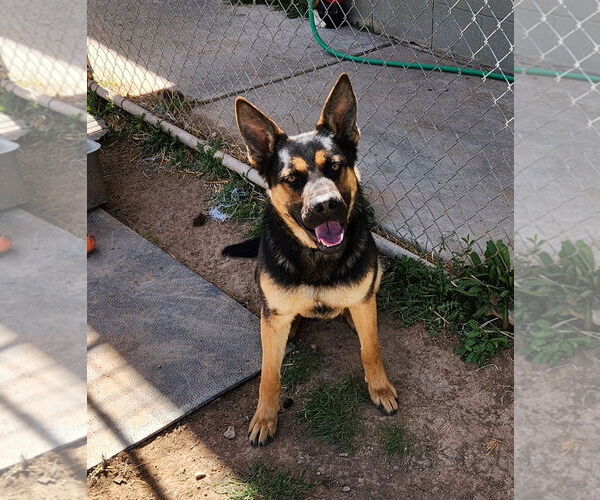 Medium Photo #1 German Shepherd Dog Puppy For Sale in Amarillo, TX, USA