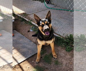 German Shepherd Dog Dogs for adoption in Amarillo, TX, USA