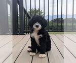 Puppy Stella Bernese Mountain Dog-Portuguese Water Dog Mix