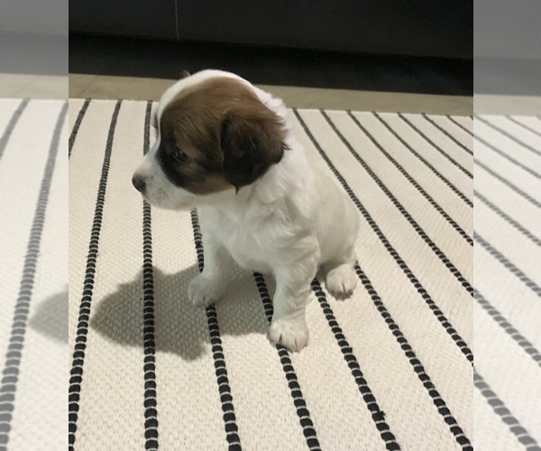 Medium Photo #3 Jack Russell Terrier Puppy For Sale in APPLE CREEK, OH, USA