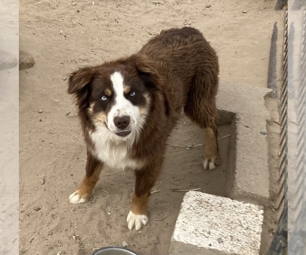 Medium Photo #4 Miniature Australian Shepherd Puppy For Sale in FORT MORGAN, CO, USA