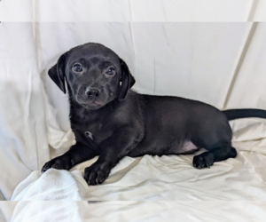 Chiweenie Dogs for adoption in Fresno, CA, USA