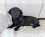 Small Chiweenie