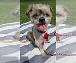 Small #7 Shih Tzu Mix