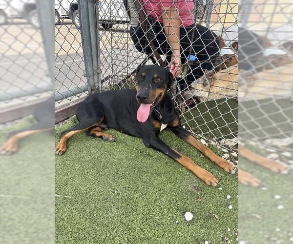 Medium Photo #1 Doberman Pinscher-Unknown Mix Puppy For Sale in Pasadena, TX, USA