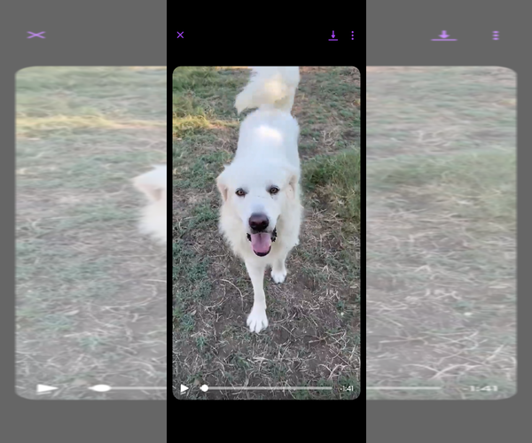 Medium Photo #7 Great Pyrenees Puppy For Sale in Houston, TX, USA