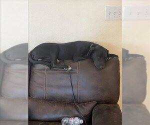 Doberman Pinscher-Unknown Mix Dogs for adoption in San Antonio, TX, USA