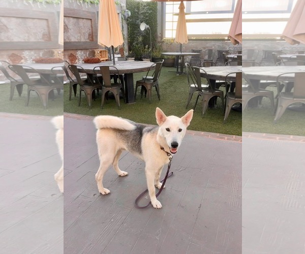 Medium Photo #3 Siberian Husky-Unknown Mix Puppy For Sale in Escondido, CA, USA